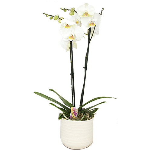 White phalaenopsis in stone pot