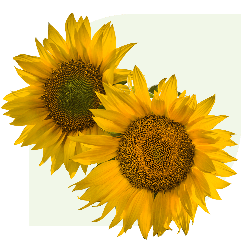 Top 10 summer flowers deBloemist.nl